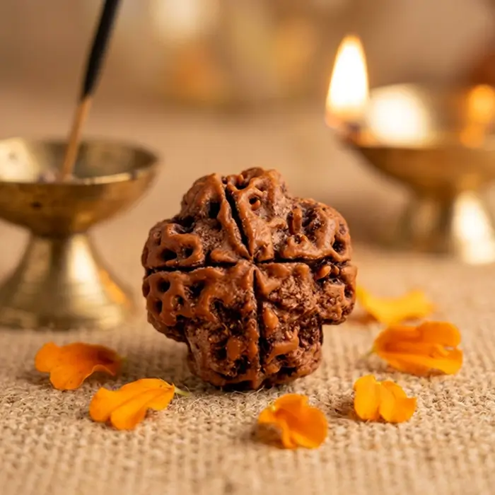 Nepal Origin 4 Mukhi Rudraksha - 17mm to 22mm